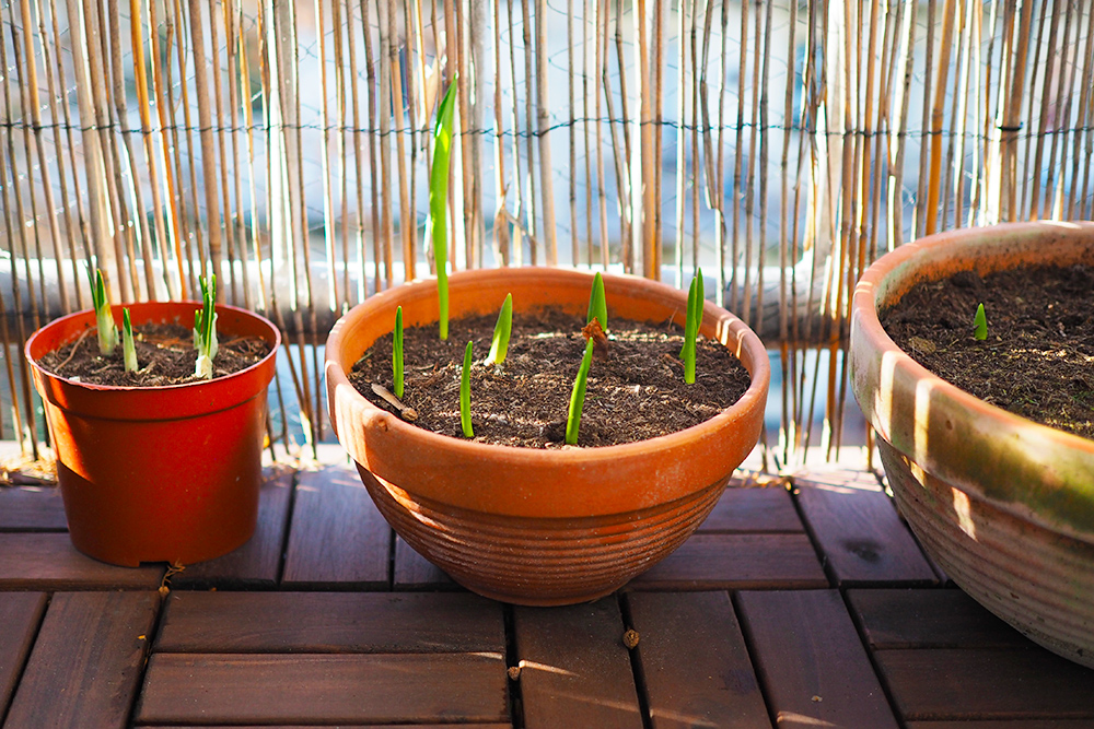 favoris-plantes3-janvier2020