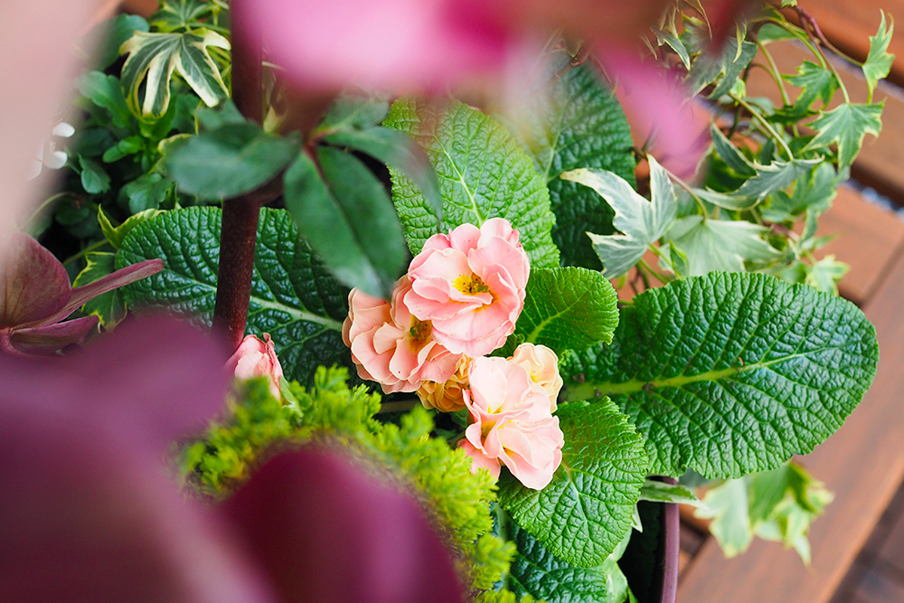 jardiniere-fleurs-hiver-printemps5