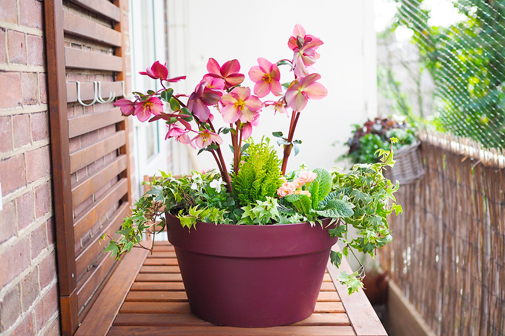 Mes 15 plantes chouchoutes pour décorer un balcon - Mango and Salt