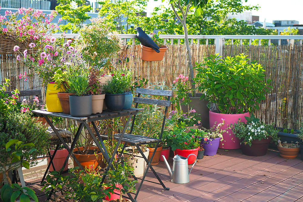 Cottage garden en pots – Un jardin à l'anglaise sur mon balcon - Mango and  Salt