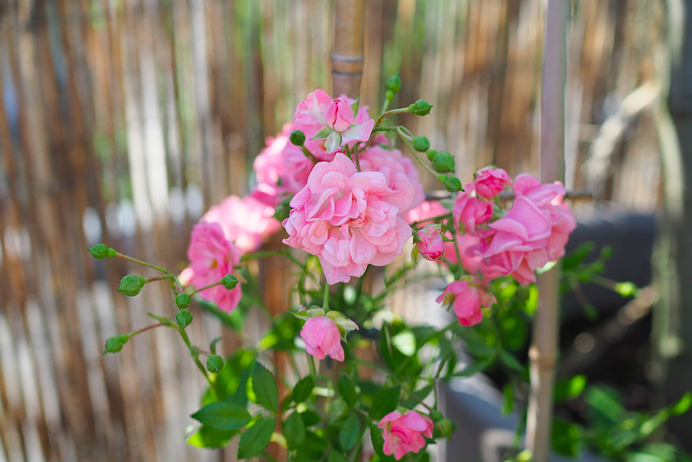 cottage-garden-balcon3