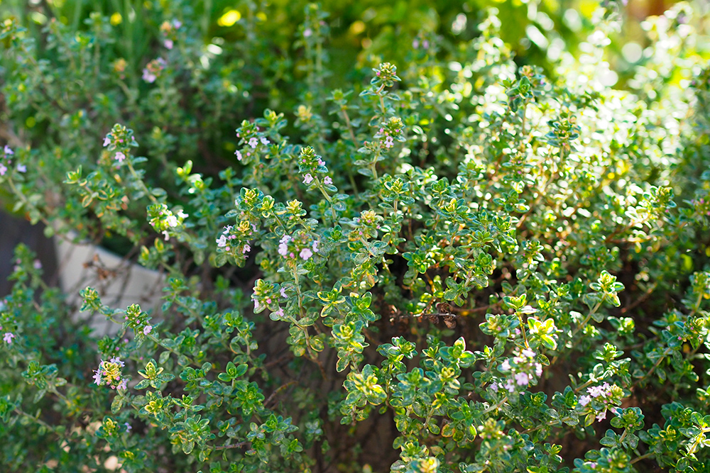 cottage-garden-balcon4