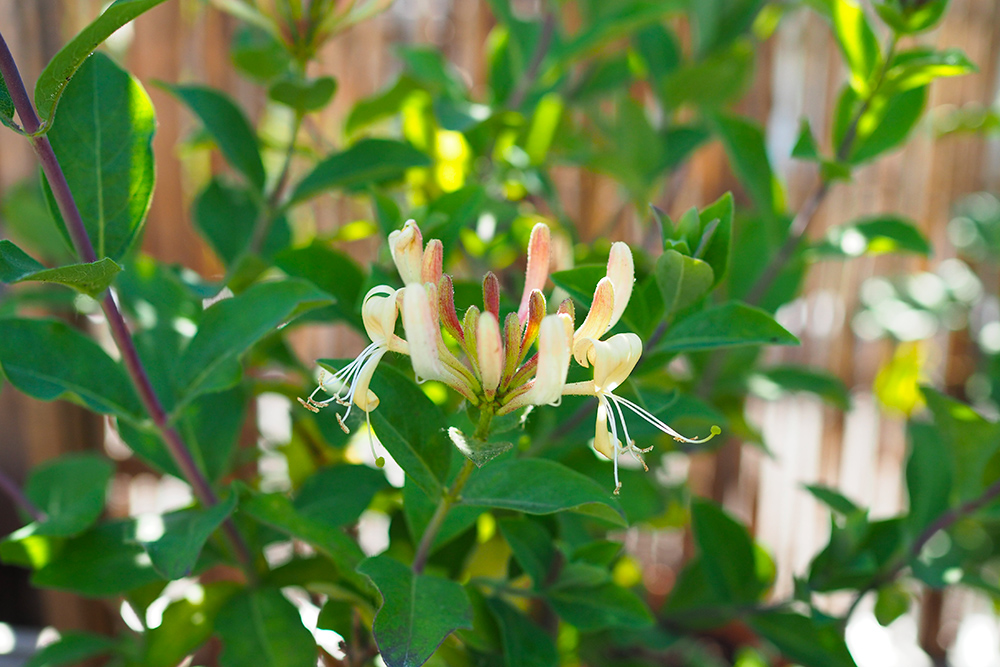 cottage-garden-balcon8