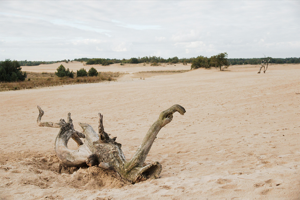 nature-paysbas-LoonseDrunenseDuinen