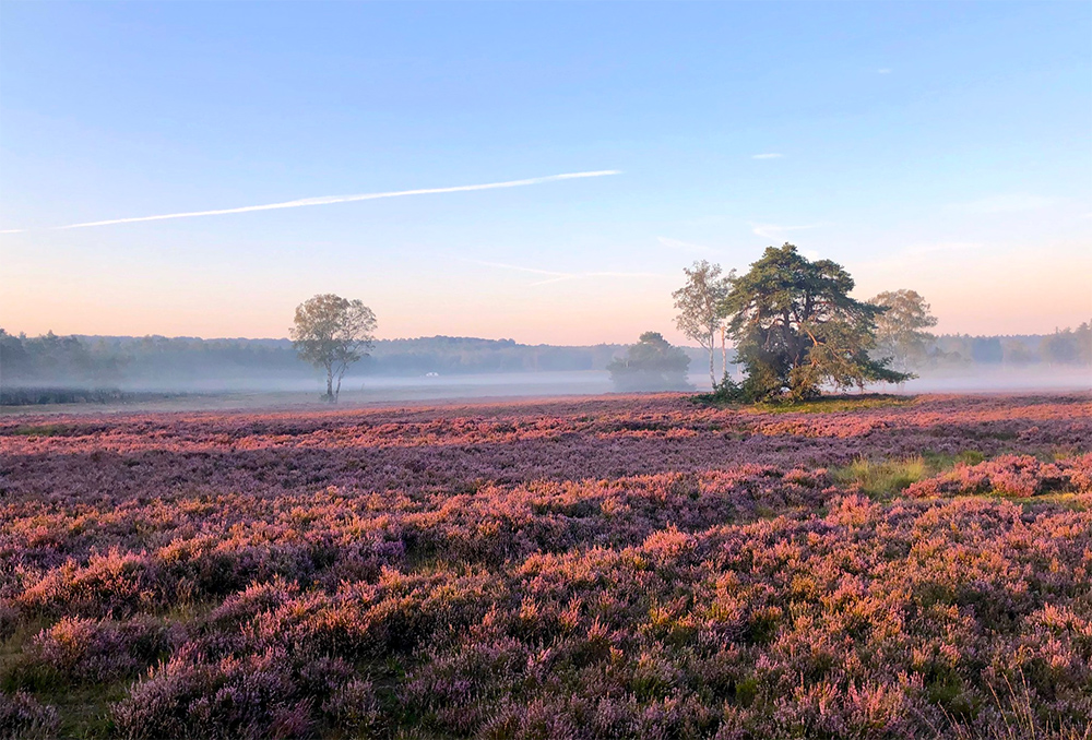 nature-paysbas-veluwe