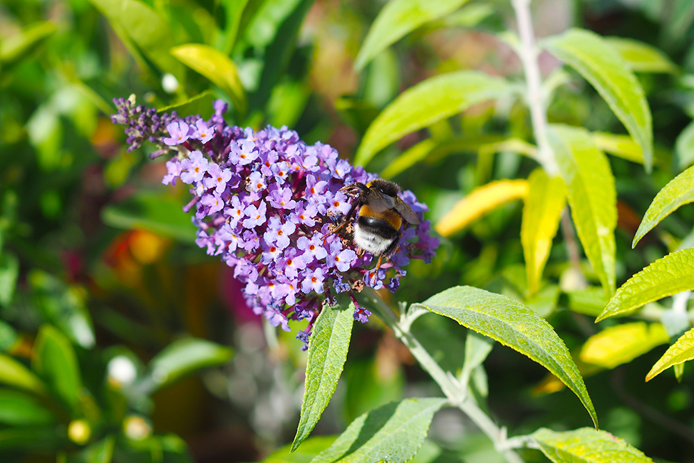 fleurs-pollinisateurs-buddleia