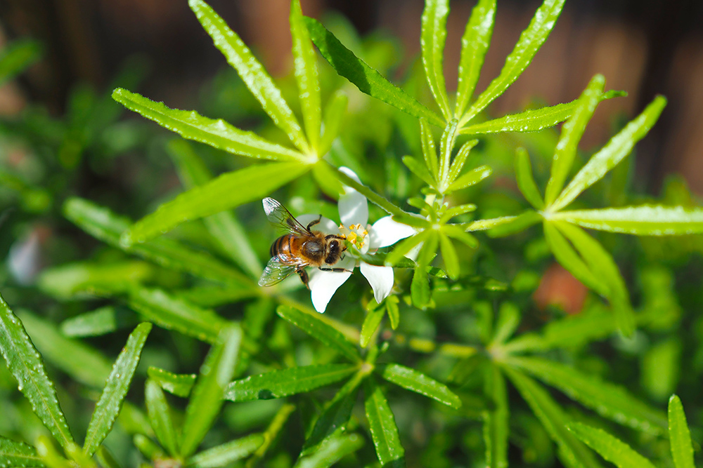 fleurs-pollinisateurs-choisya