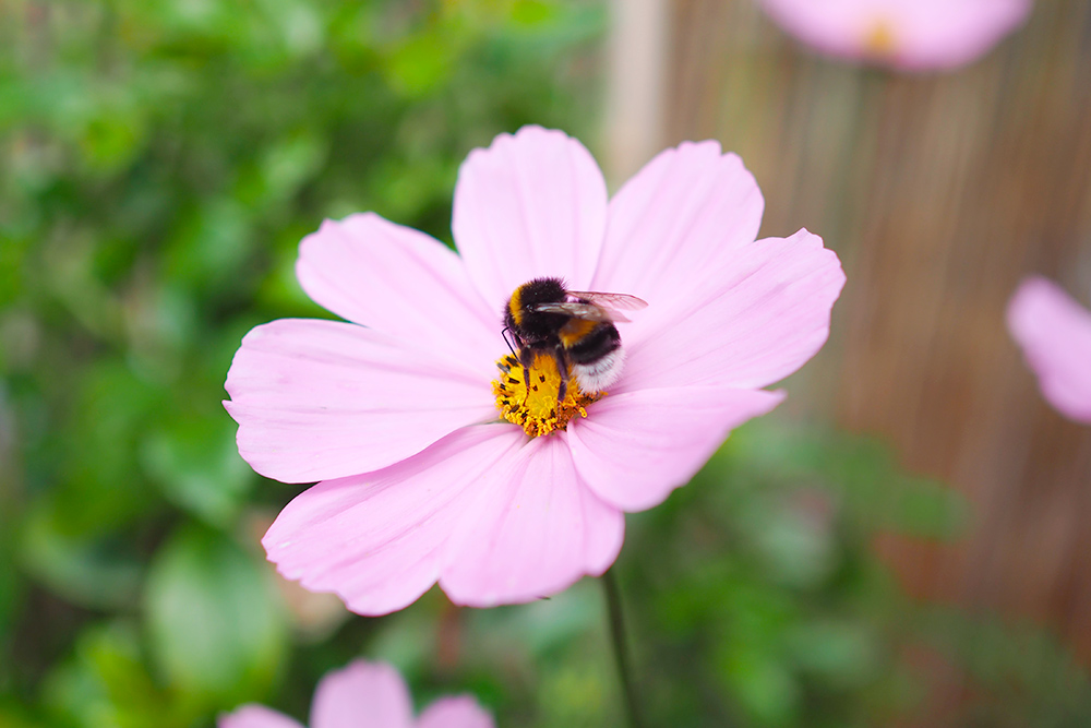 fleurs-pollinisateurs-cosmos