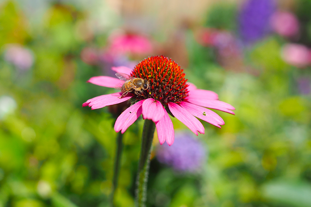 fleurs-pollinisateurs-echinacea