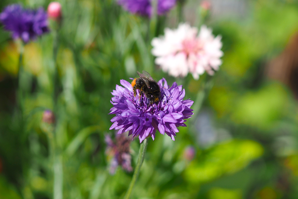 fleurs-pollinisateurs-oeilletmignardise2