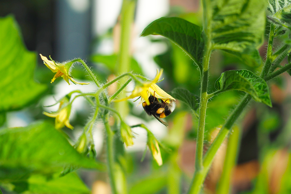 fleurs-pollinisateurs-potager-verger