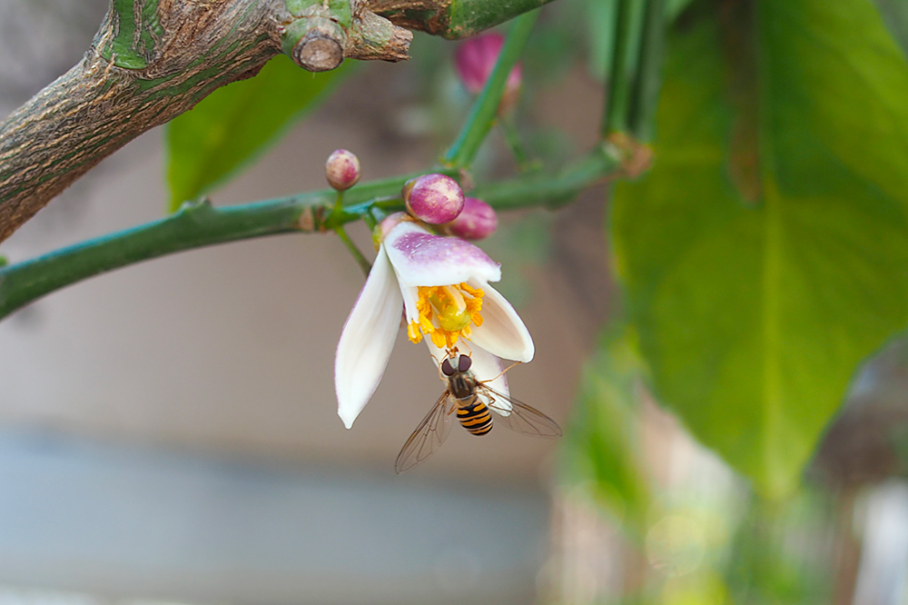 fleurs-pollinisateurs-potager-verger2