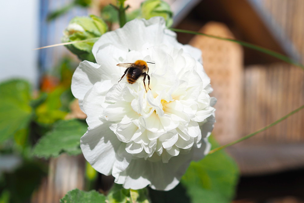 fleurs-pollinisateurs-rosetremiere