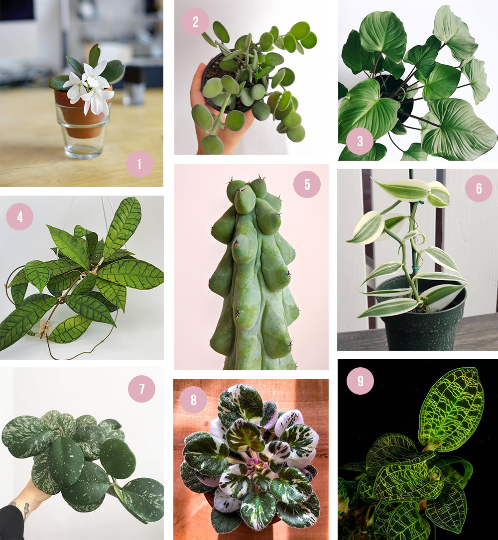 wishlist-plantes-2020